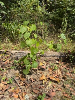 Subaru Loves the Earth –Arbor Day Foundation