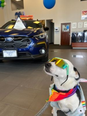 A Paw-Some Donation: North Reading Subaru raises 12,175 for the MSPCA 