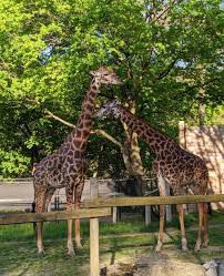 Taking Care of our Zoo