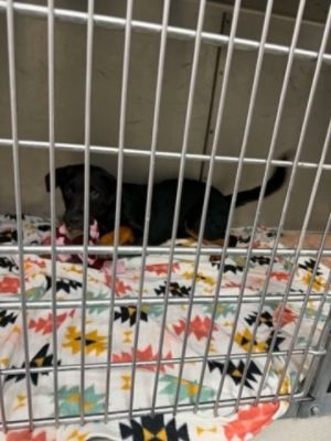 Toys, Teamwork, and Tails - Ashley C.