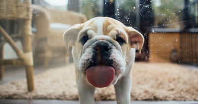 Puppy with tongue out