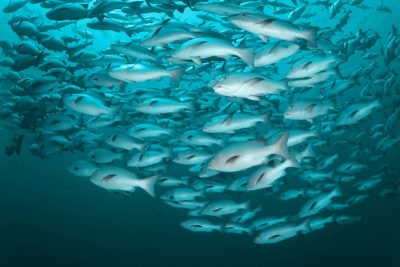 school of fish in ocean