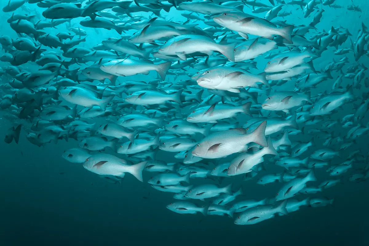 school of fish in ocean