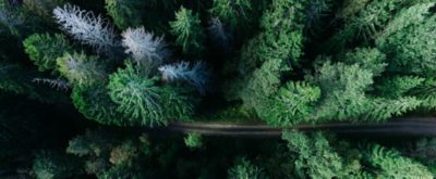 top-down view of trees