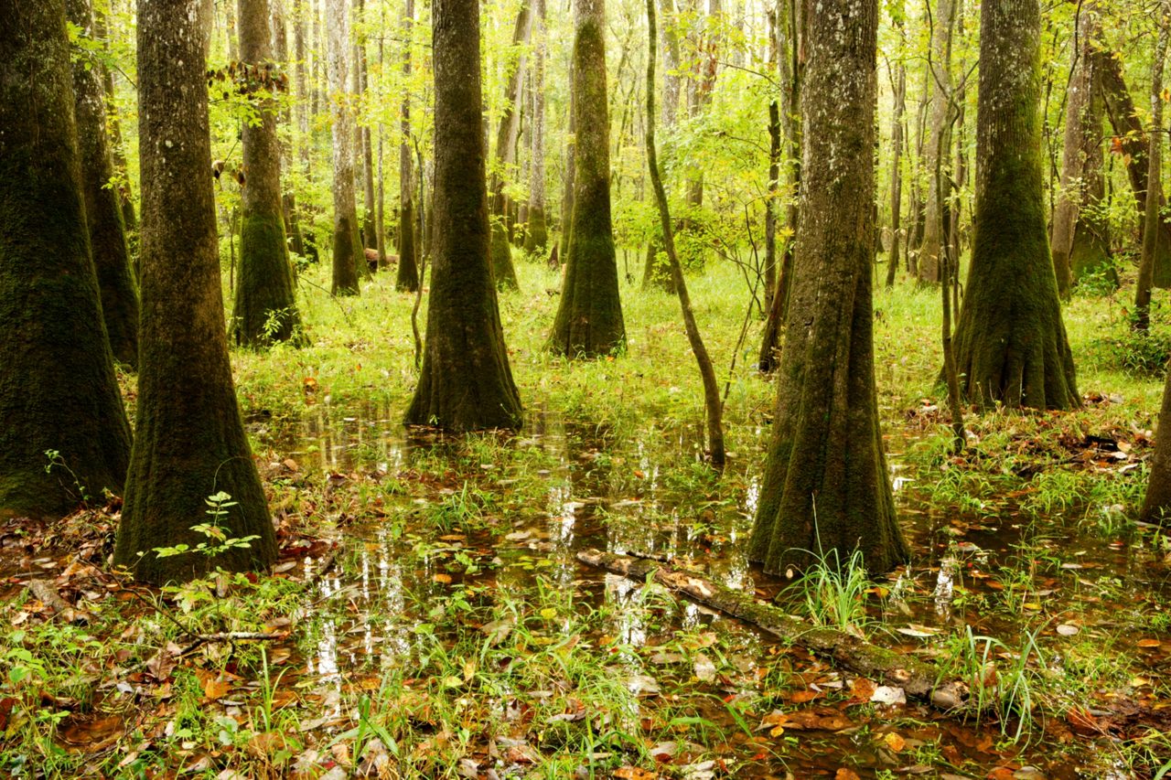 Congaree National Park, South Carolina