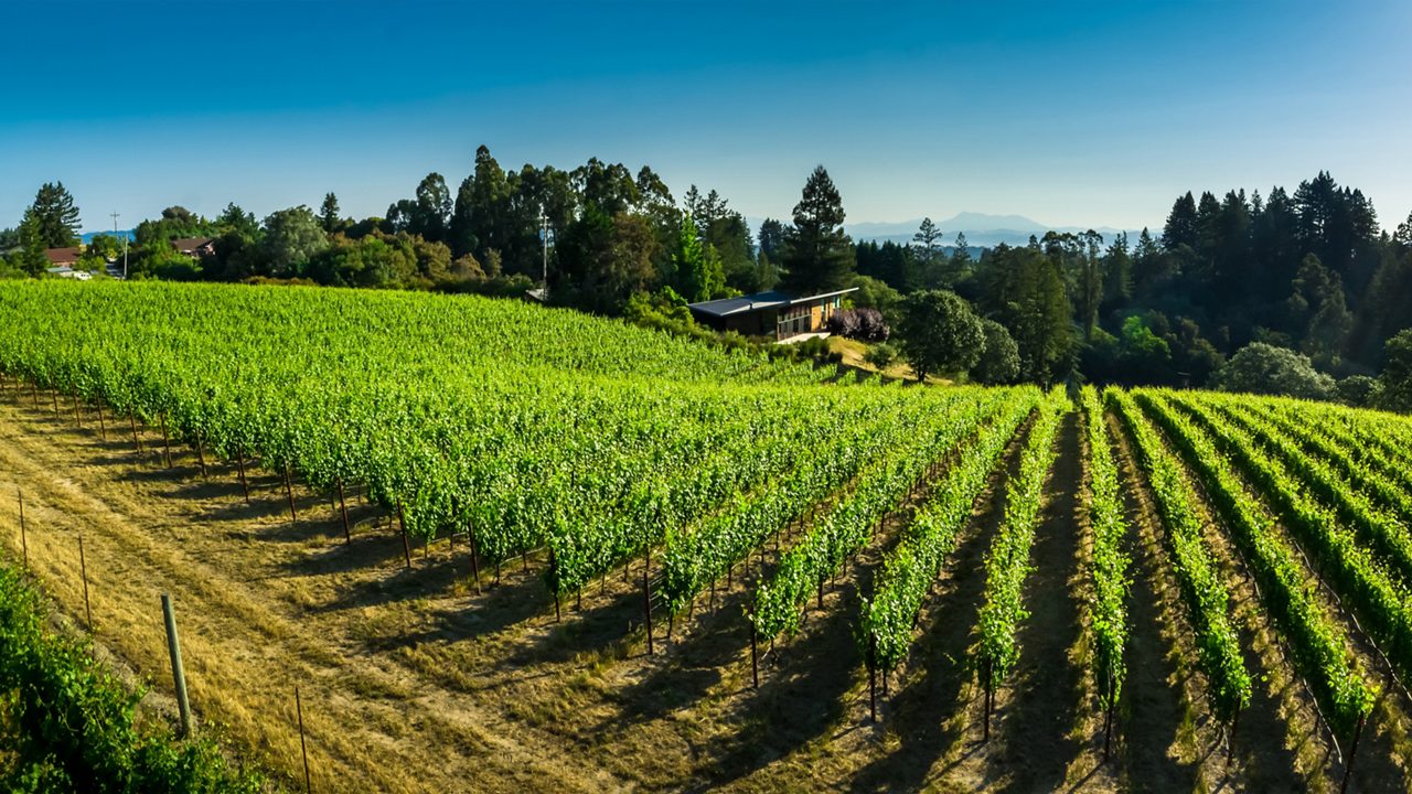 Aerial shot of lush green vineyards in Northern California wine country.