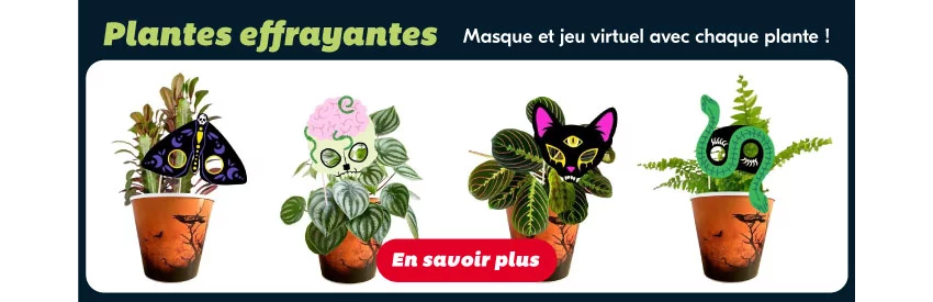 plants