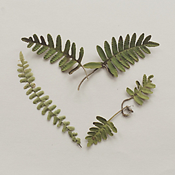 Botanical Valentines with Wyldcraft Gift Co.