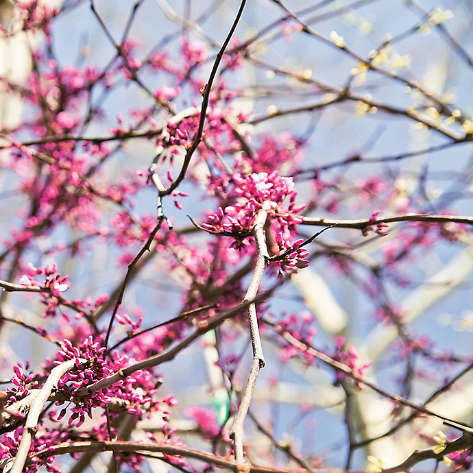 6 Things: Unusual Blooming Branches for Spring