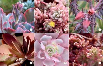 6 Pink Succulents for Your Valentine | The BLOG at Terrain