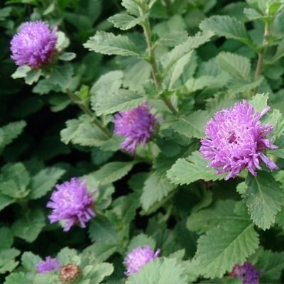 Fragrant Flowers for Indoor and Outdoor Spaces