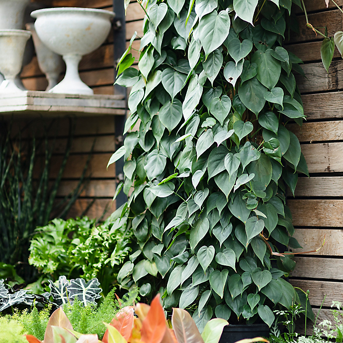 New in the Nursery: Rare Philodendrons 