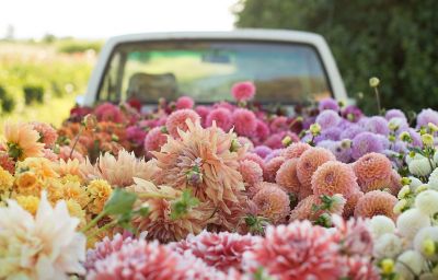 Dahlia Breeding Update - Floret Flowers