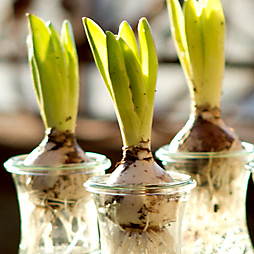 How-To: Spring Bulbs in Weck