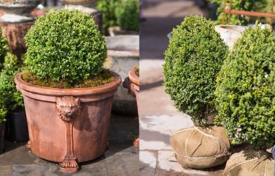 Boxwood at Terrain store