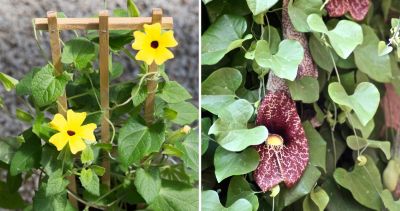 Five Favorites: Climbing Plants + Vines