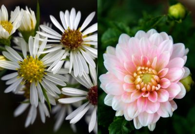 7 Flowers for Midsummer The BLOG at Terrain Terrain