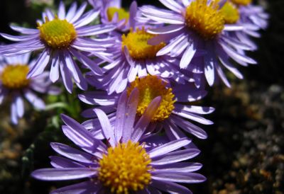 7 Flowers for Midsummer The BLOG at Terrain Terrain