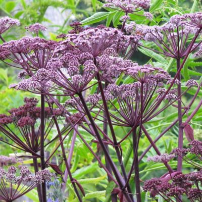 umbel flower