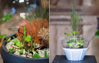 Popular aquatic plants for terrariums