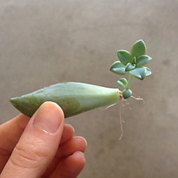 How-To: Propagating Succulents