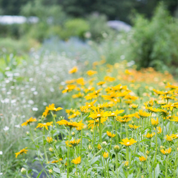 How to Plant a Meadow Garden