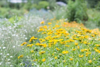 How To Plant A Meadow Garden Terrain