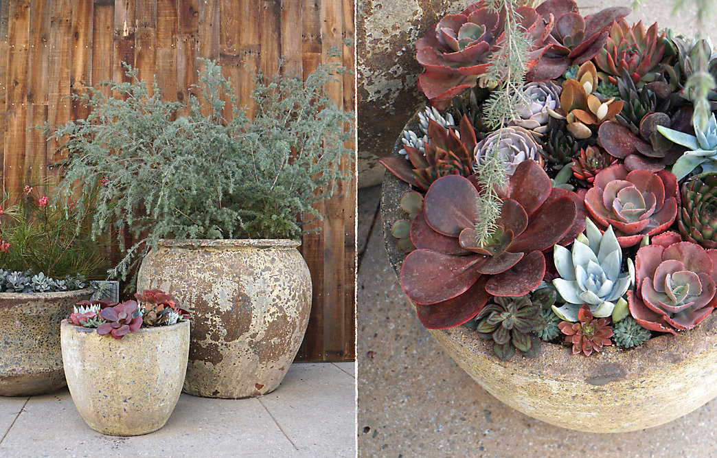 succulent containers