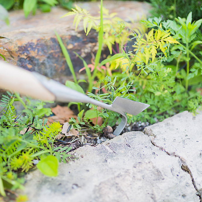 Late Summer Weeding Tips with Roots Landscape Design