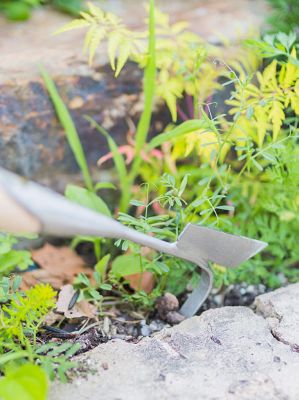 Weeding tools & tips