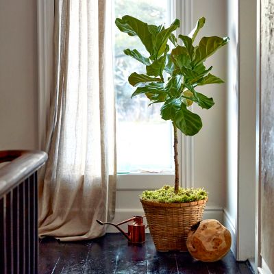 Shop the Look: A Planted Ficus + Haws Watering Essentials