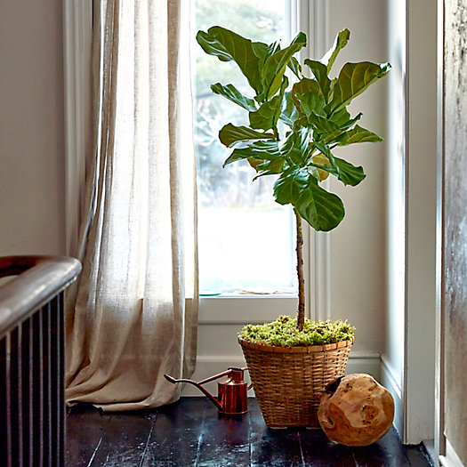 View larger image of Shop the Look: A Planted Ficus + Haws Watering Essentials