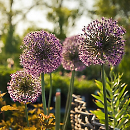 How-To: Planting, Harvesting + Drying Alliums