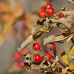 6 Plants to Forage This Fall