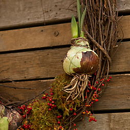 Living Gifts: Our Forced Bulb Wreath 