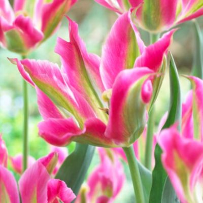 Tulips viridflora virichic Bulbs
