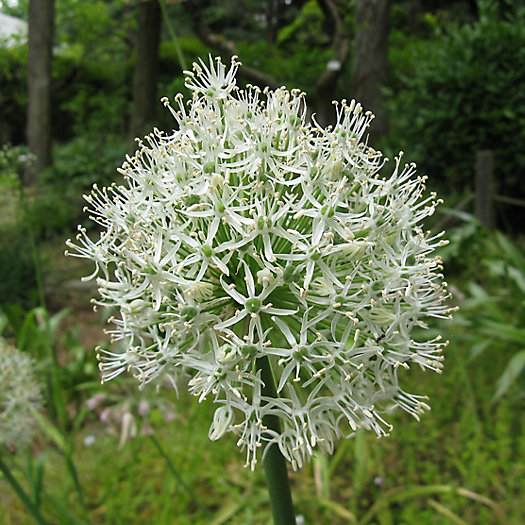 View larger image of Allium ‘Mount Everest’ Bulbs