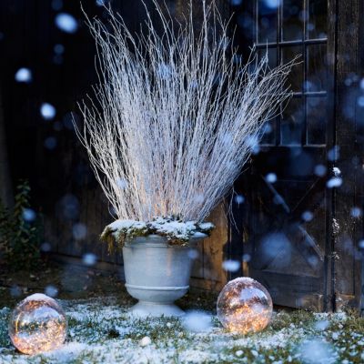 Shop the Look: A Starlit Winter Planting