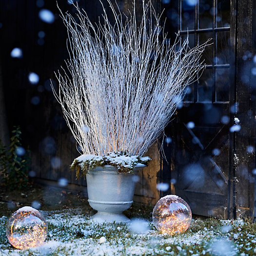 View larger image of Shop the Look: A Starlit Winter Planting