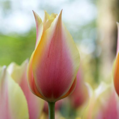 Tulip Blushing Beauty Bulbs Terrain
