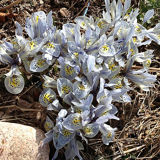 View larger image of Iris ‘Katharine Hodgkin’ Bulbs