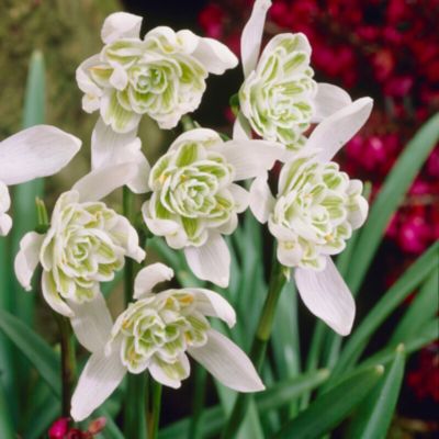 Galanthus nivalis Flore Pleno Bulbs