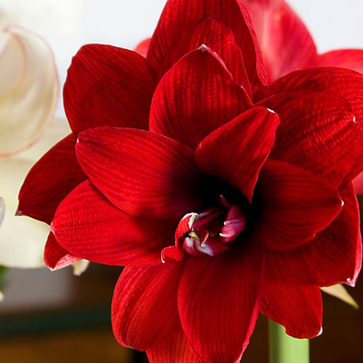 View larger image of Amaryllis ‘Double Dragon’ Bulb