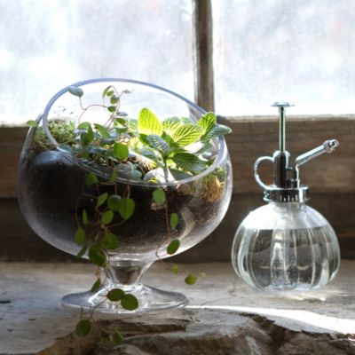 Spotlight Terrarium