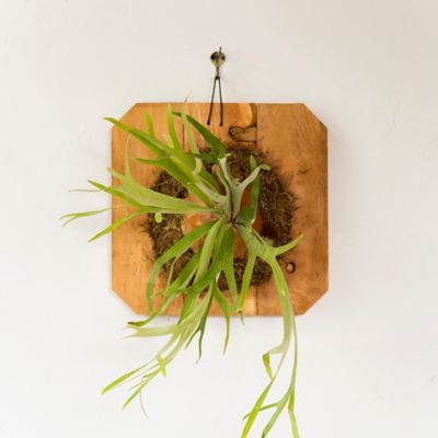 Mounted Staghorn Fern, Large