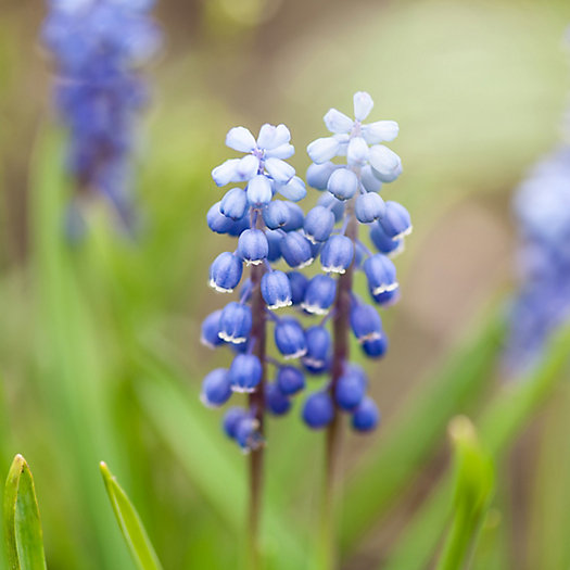 View larger image of Muscari ‘Peppermint’ Bulbs