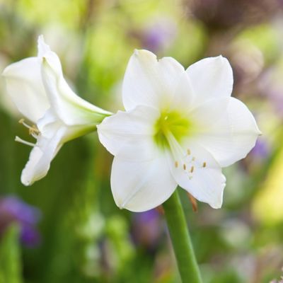 White Amaryllis Bulb