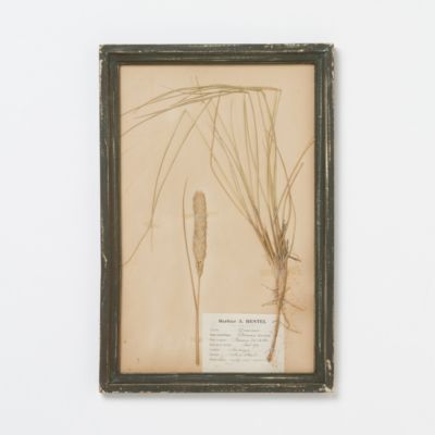 Vintage French Herbarium