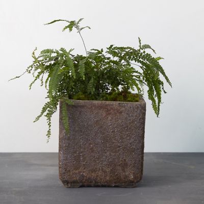 Barnacle Cube Pot