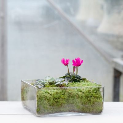 Angles Terrarium, Low Square